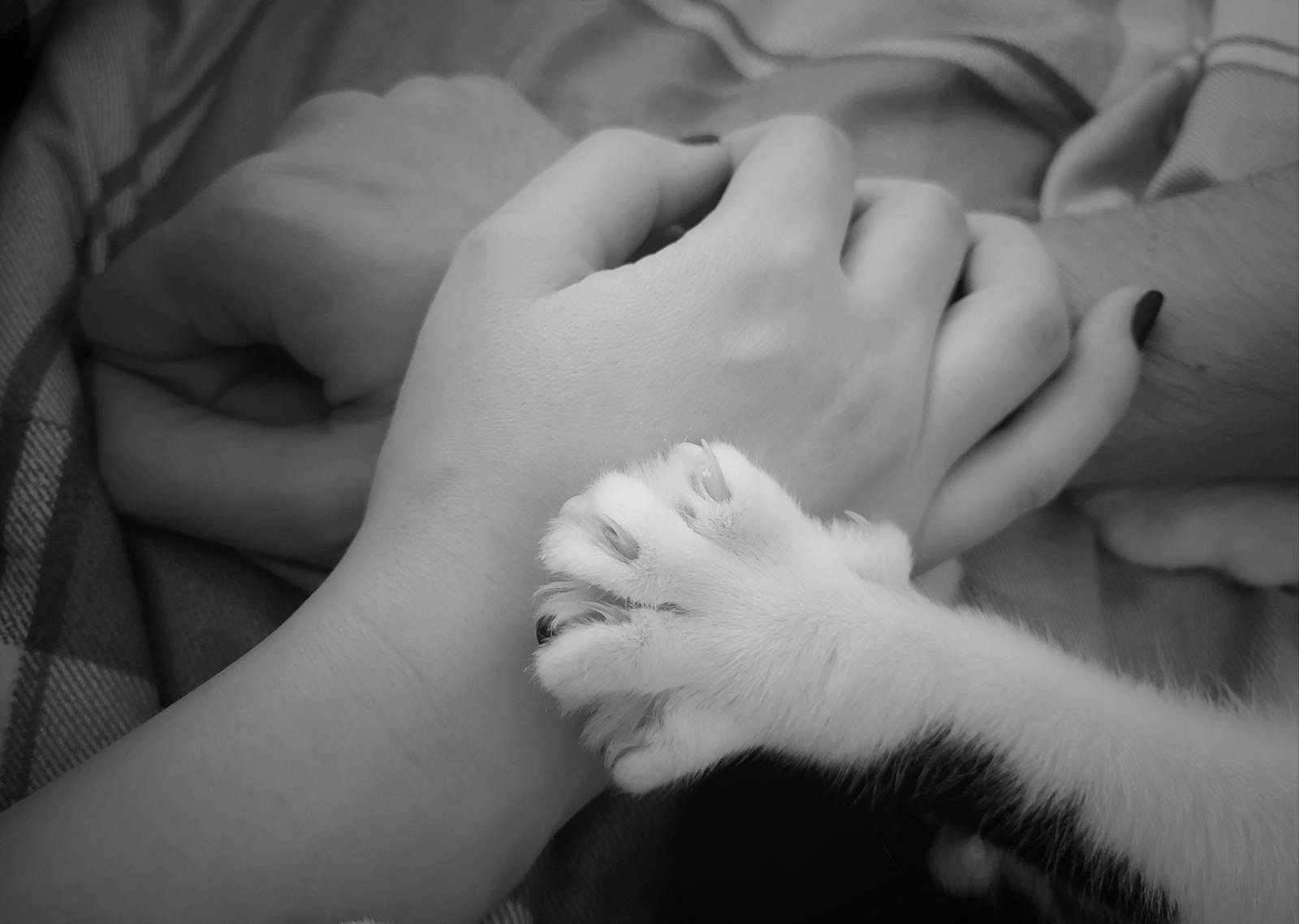 Monochrome photo of a cat's paw touching human hands gently. Intimate and emotional concept.