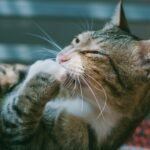 A cozy tabby cat grooming itself, captured in a close-up shot with soft lighting and focus on its whiskers.