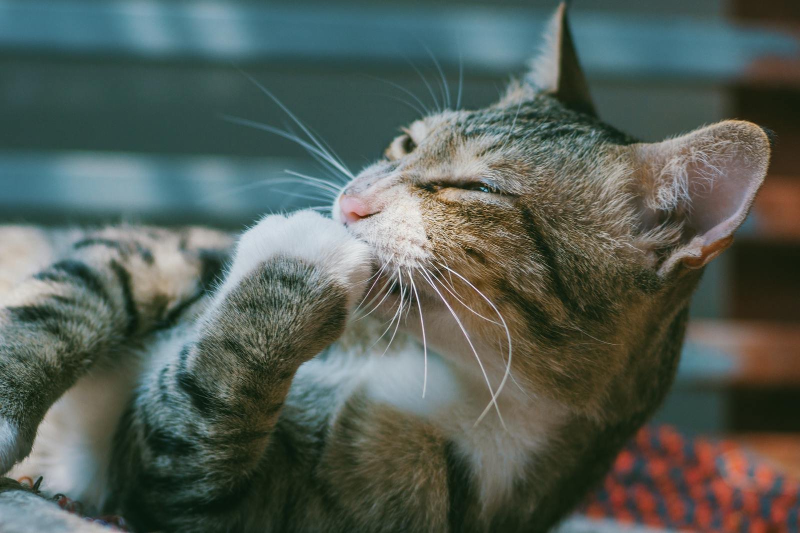 A cozy tabby cat grooming itself, captured in a close-up shot with soft lighting and focus on its whiskers.