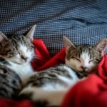 Two adorable kittens peacefully sleeping on a soft red blanket indoors.