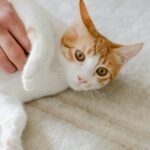 A cute ginger and white domestic cat enjoying a gentle petting on a soft carpet.
