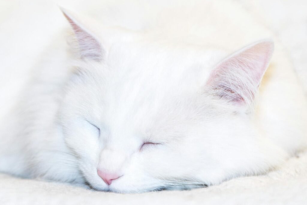A serene close-up of a fluffy white cat peacefully sleeping indoors.