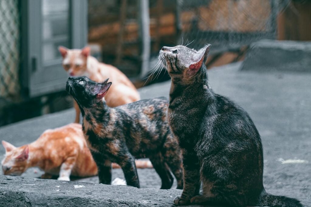 A group of domestic cats attentively gazing upwards, captured in a natural setting.