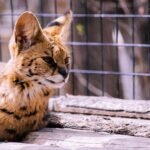 A striking serval cat resting in a natural setting, showcasing its distinct spotted coat and attentive eyes.
