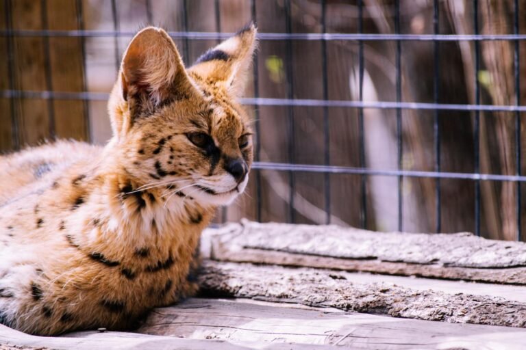 A striking serval cat resting in a natural setting, showcasing its distinct spotted coat and attentive eyes.