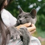 A cute gray cat playfully biting a woman's hand outdoors, showcasing playful pet interactions.