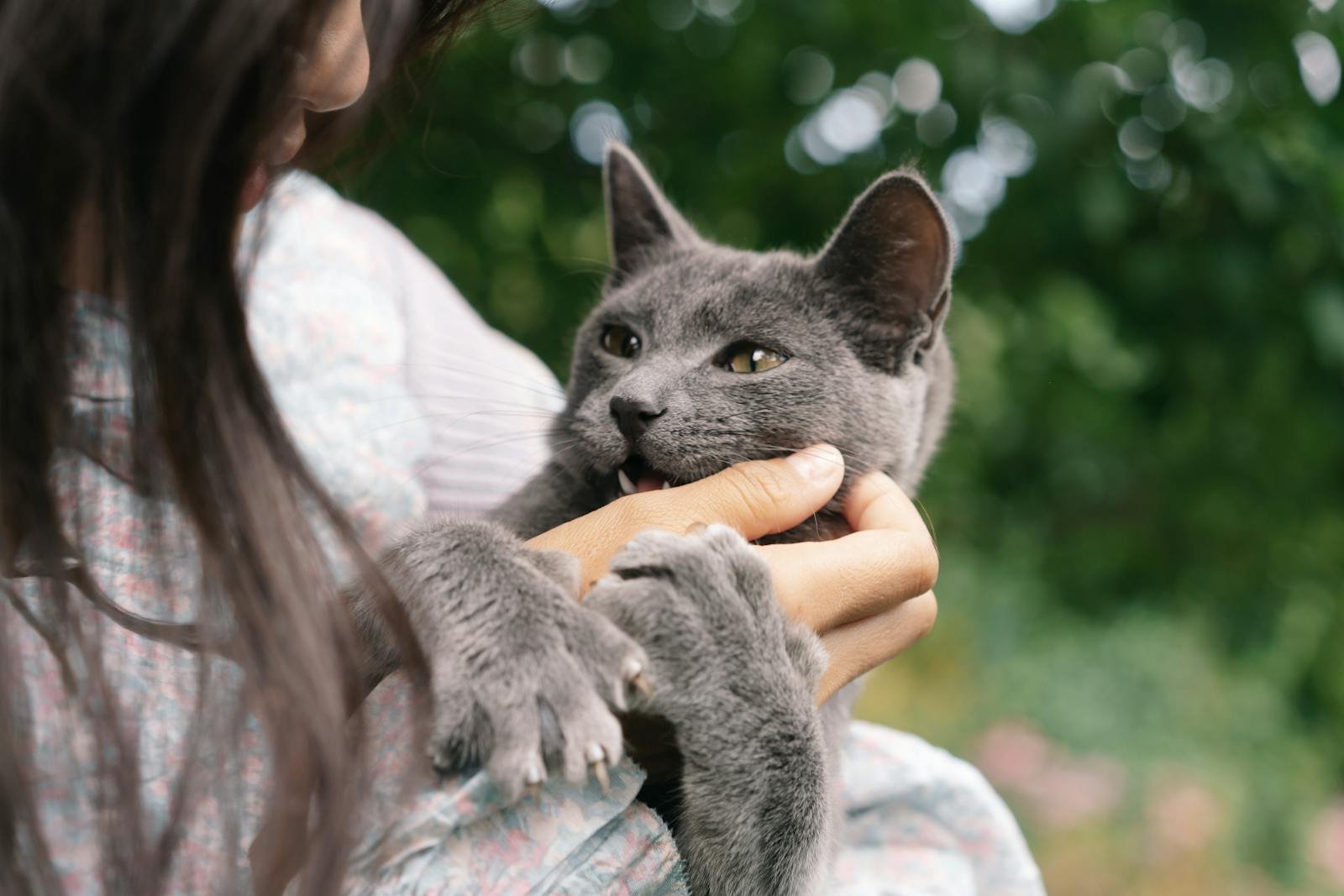 A cute gray cat playfully biting a woman's hand outdoors, showcasing playful pet interactions.