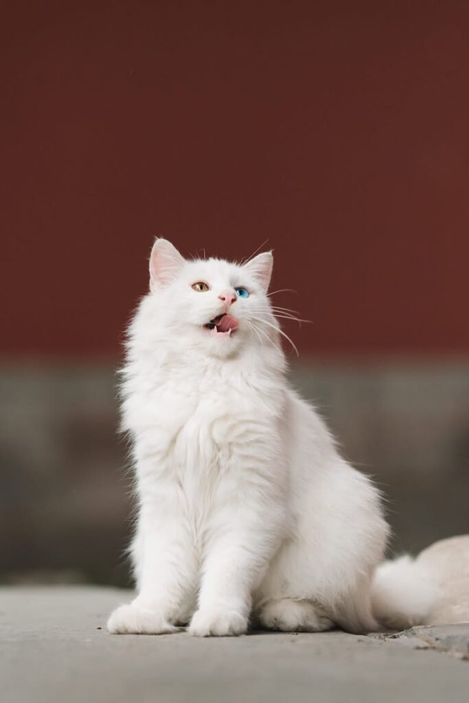 A stunning white cat with heterochromia looking up, sitting indoors with a warm background.