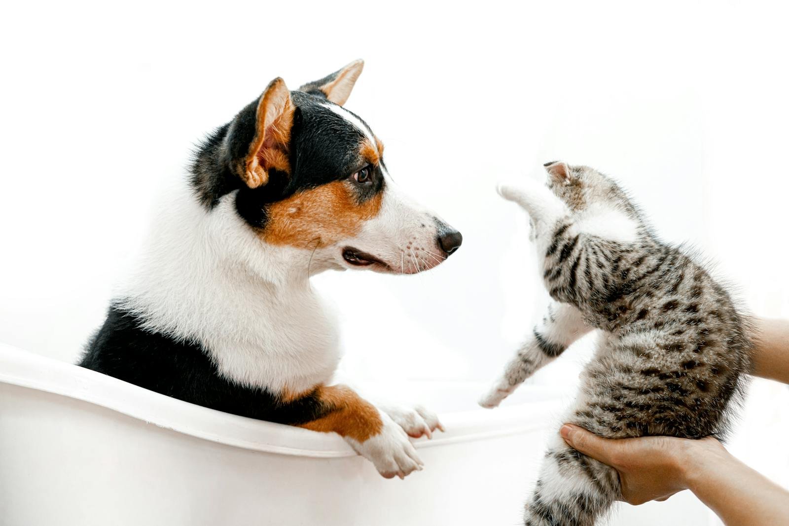 A cute scene of a cat and dog interacting playfully in a bathtub, indoors.