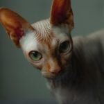 Detailed close-up of a Sphynx cat with green eyes indoors, showcasing its unique features.