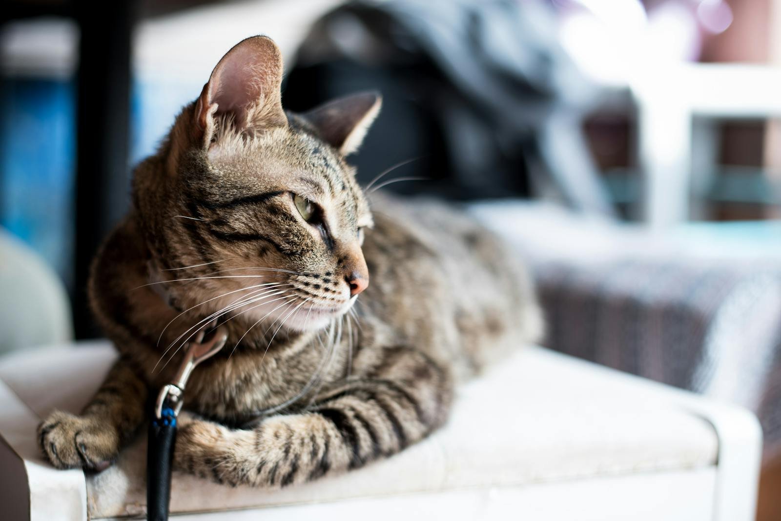 A cute tabby cat lounging comfortably indoors, showcasing its adorable features.
