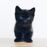 black kitten