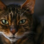 a close up of a cat with green eyes