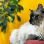 a cat sitting on a chair
