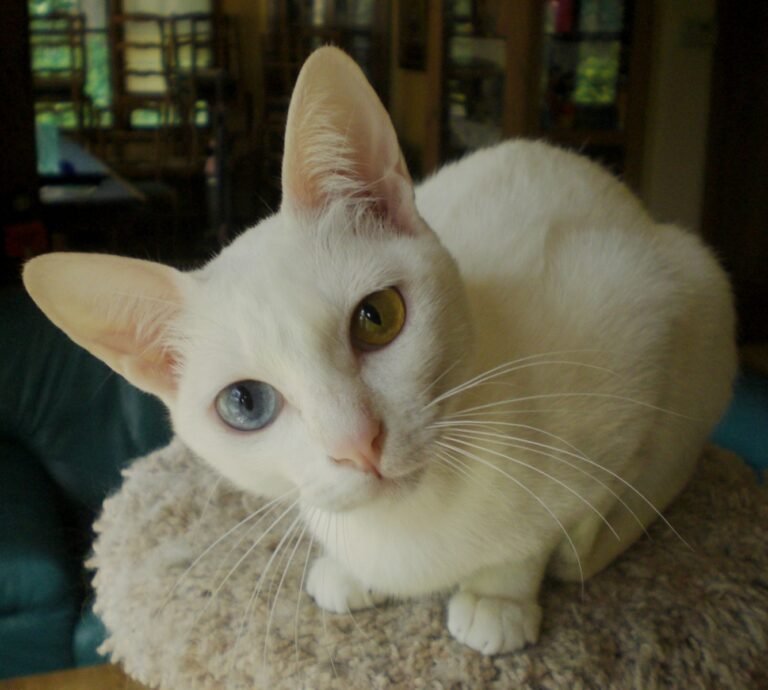 10 Small Daily Choices That Make Cats Feel More Secure
