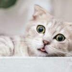 brown tabby cat