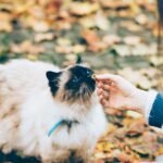 person feeding white and black cat