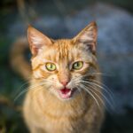orange tabby cat