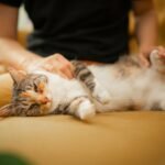A cat that is laying down on a couch