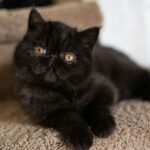a black cat laying on top of a chair