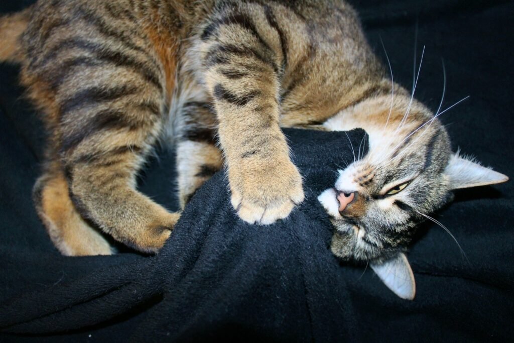 brown tabby cat lying on black textile