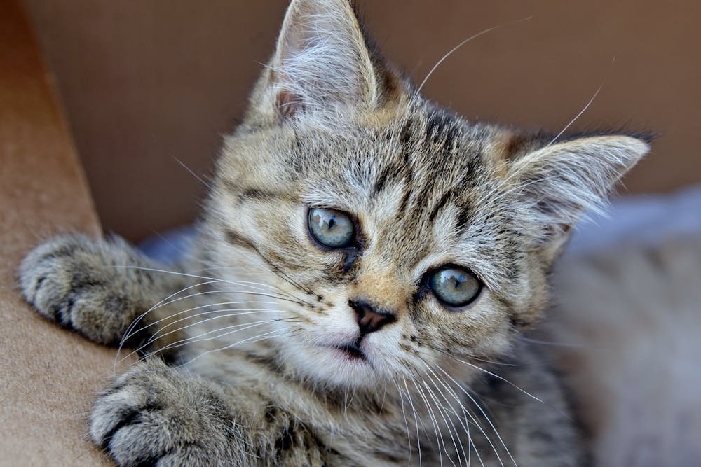 Close-Up Shot of a Kitten
