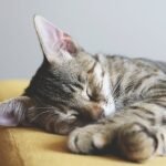 Close-up Photography of Gray Tabby Cat Sleeping on Yellow Textile