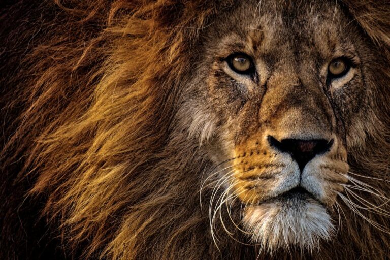 Close-up Photo of Lion's Head
