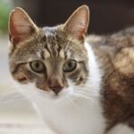 Close-up of a Domestic Cat Outdoors