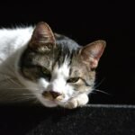 A Cute Cat Resting on a Black Surface