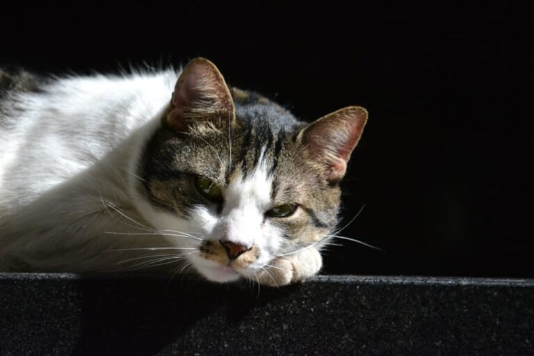 A Cute Cat Resting on a Black Surface