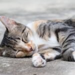 Tabby Cat Sleeping on Concrete Floor