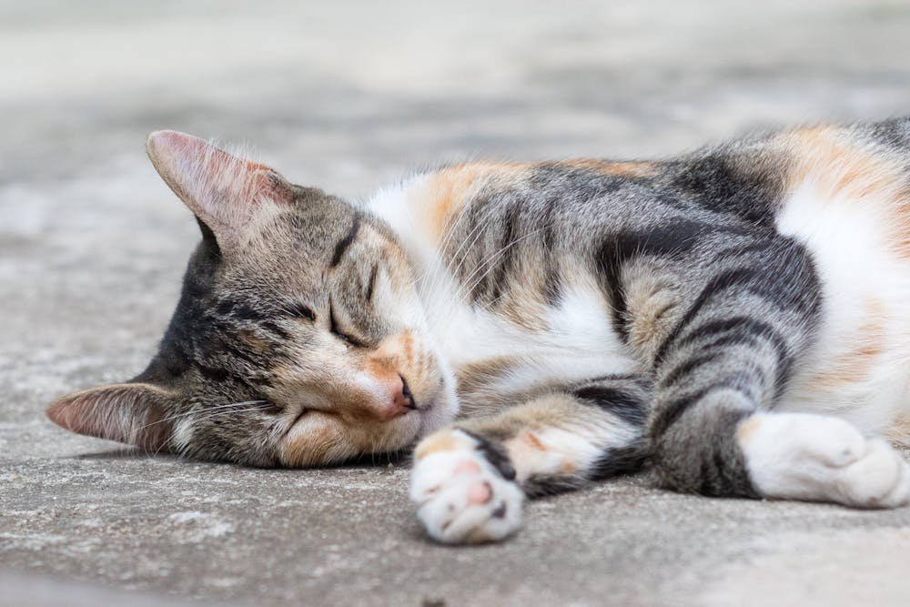 Tabby Cat Sleeping on Concrete Floor