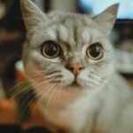 Close-Up Shot of a Cat