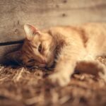 Close-Up Shot of a Tabby Cat