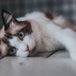 Short-furred White and Black Cat