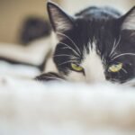 Close-up Photography of a Tuxedo Cat