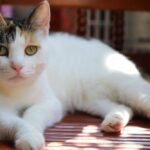 Photo of Tabby Cat