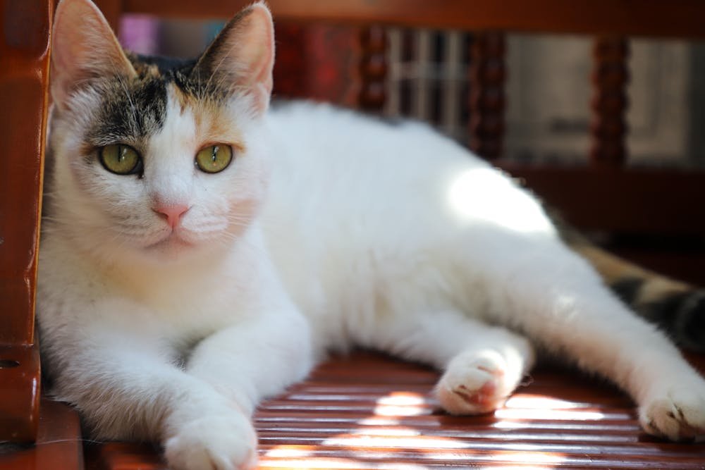 Photo of Tabby Cat