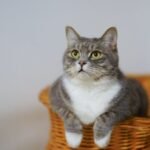 European Shorthair Cat on a Woven Basket