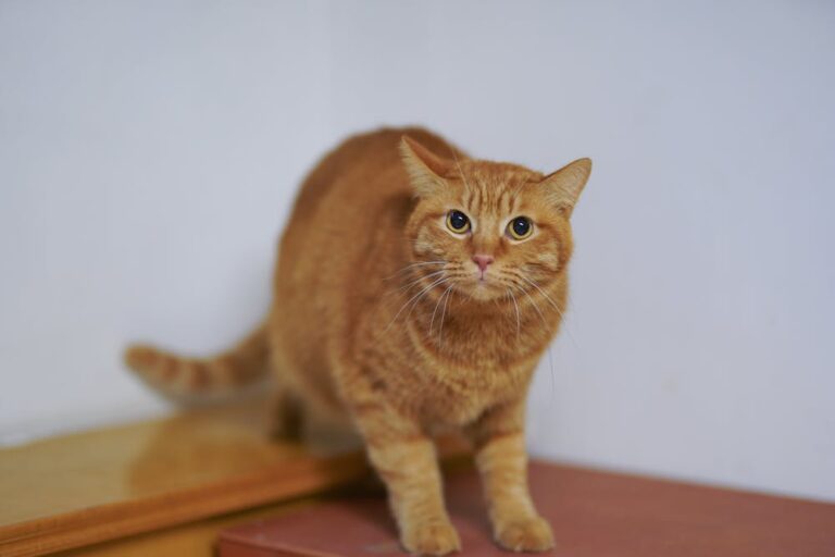 Close-Up Photo of Tabby Cat