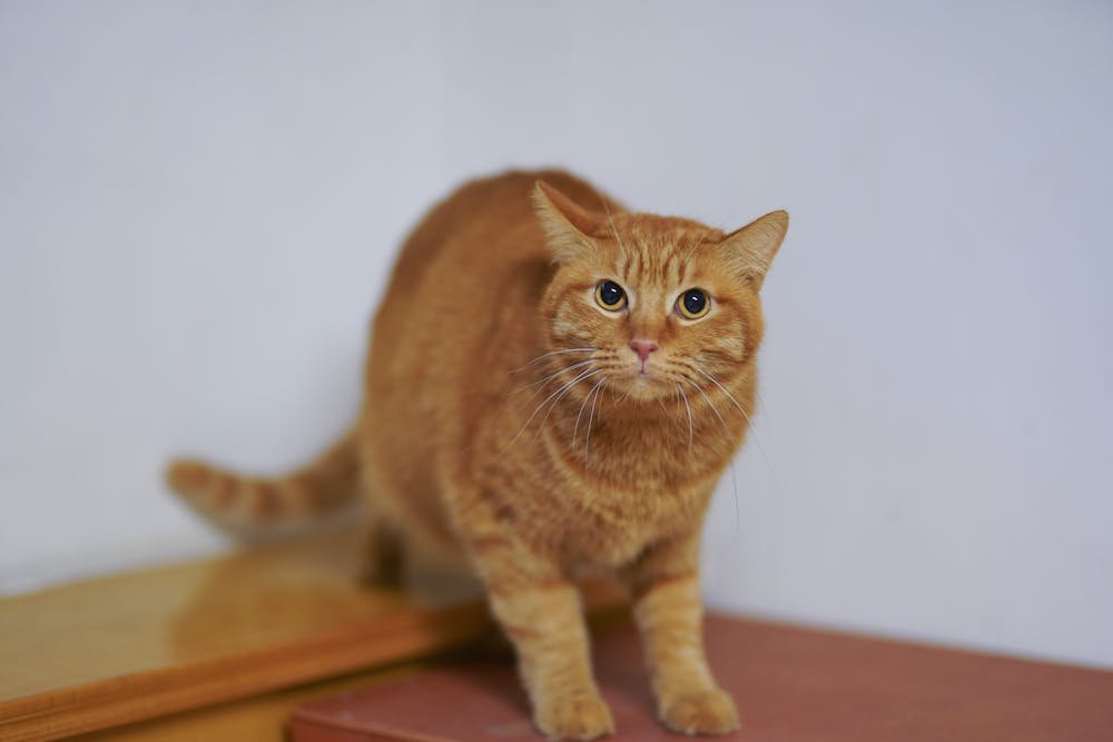 Close-Up Photo of Tabby Cat