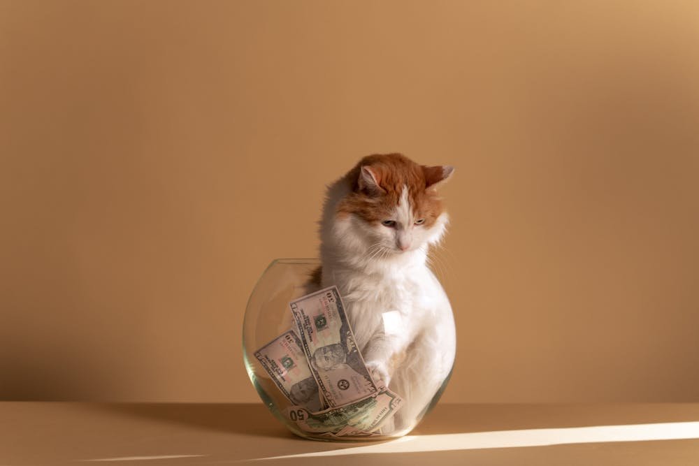 White and Brown Cat on Clear Fish Bowl
