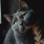 Close-up Photo of Grey and Brown Cat