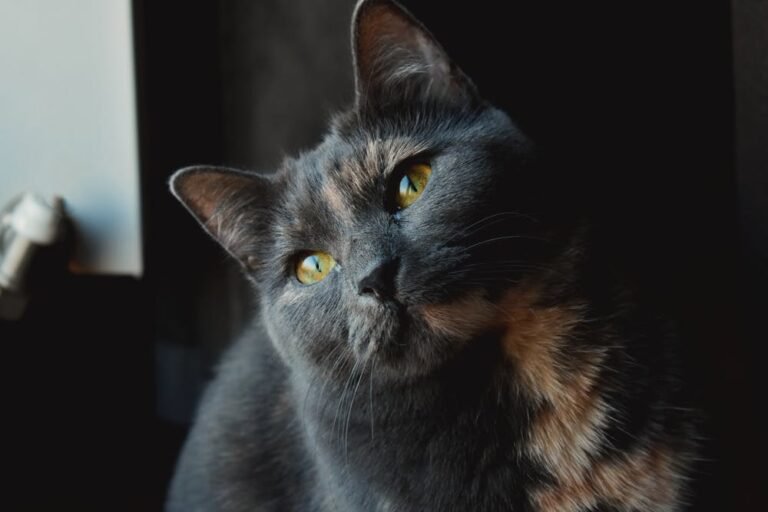 Close-up Photo of Grey and Brown Cat