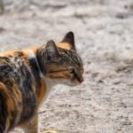 Close-Up Shot of a Calico Cat
