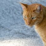 Close-up of a Ginger Cat