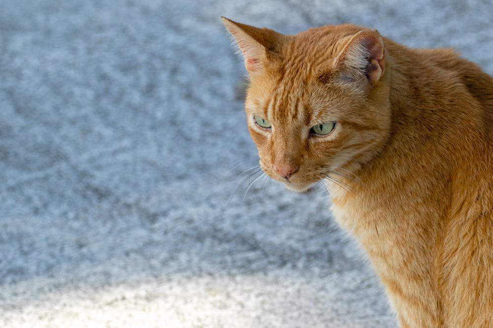 Close-up of a Ginger Cat