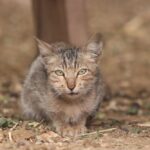 Close-Up Portrait of a Tabby Cat Outdoors