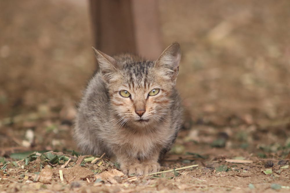 Close-Up Portrait of a Tabby Cat Outdoors